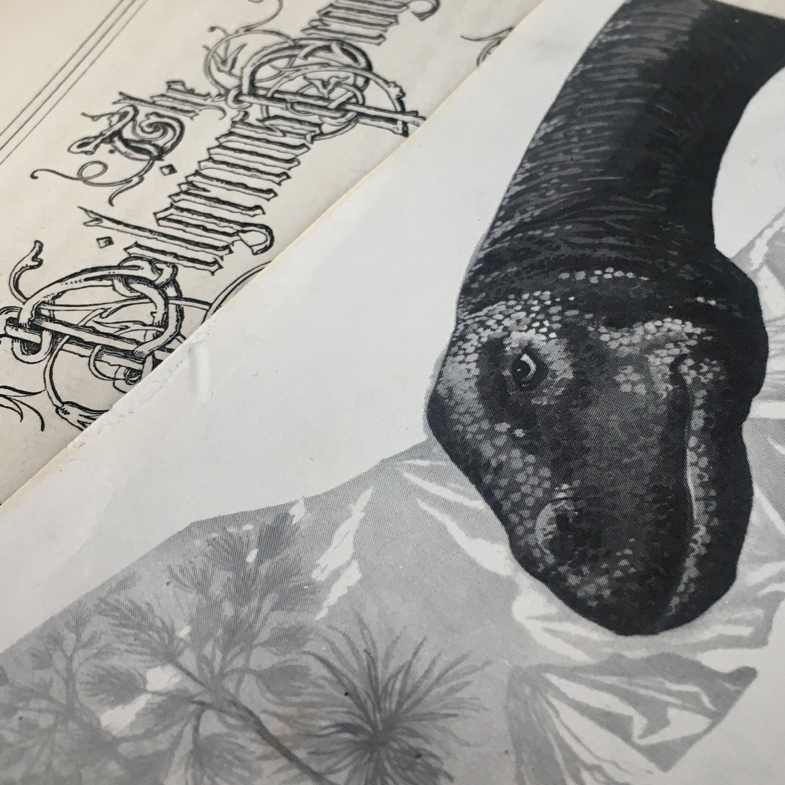 an illustration of a dinasaur